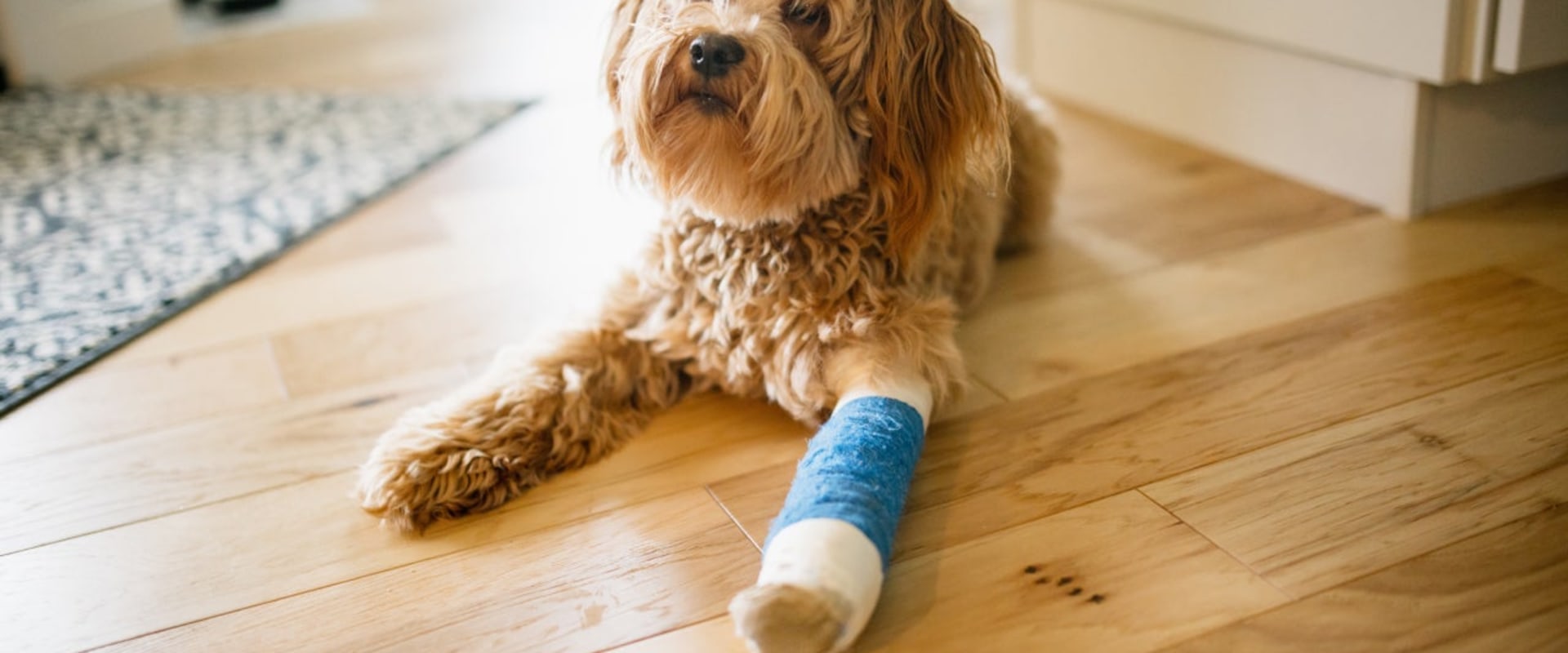 Coverage for Accidents and Illnesses: What You Need to Know