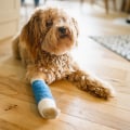 Coverage for Accidents and Illnesses: What You Need to Know